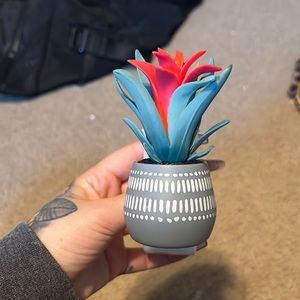 Plant wallflower plug